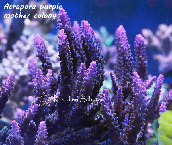 Acropora purple - WYSIWYG