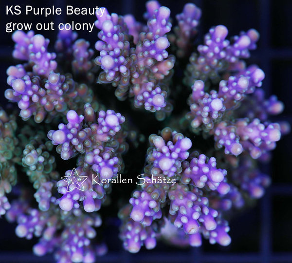 Acropora KS Purple Beauty - WYSIWYG