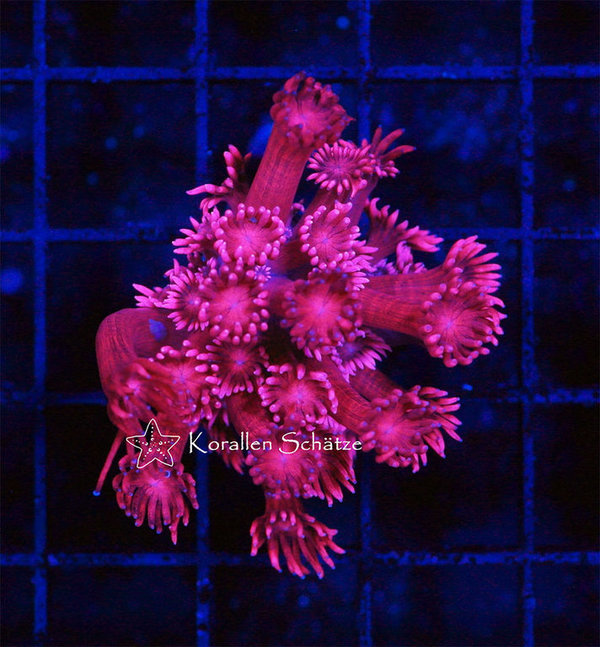 Goniopora KS Red Flower - WYSIWYG