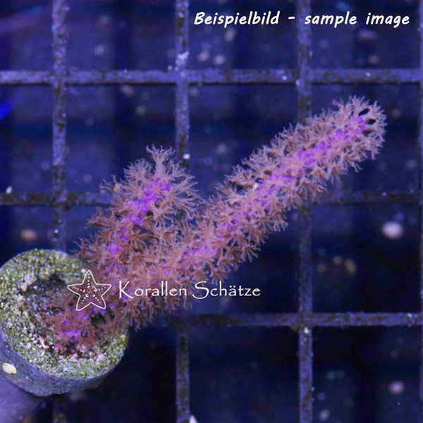 Gorgonie purple - Beispielbild