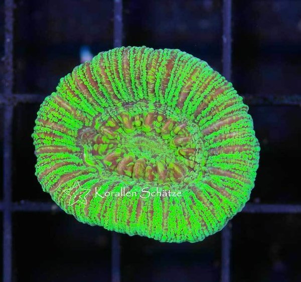 Trachyphyllia geoffroyi neon - WYSIWYG