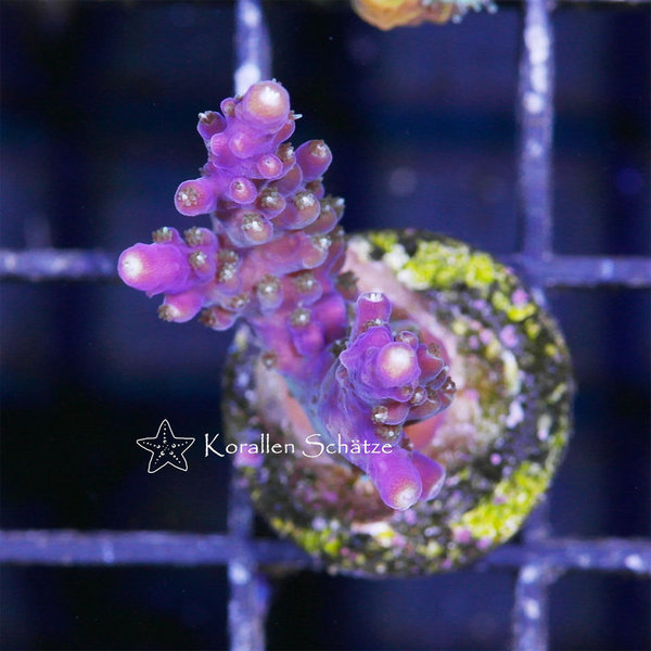 Acropora KS Purple Beauty - WYSIWYG